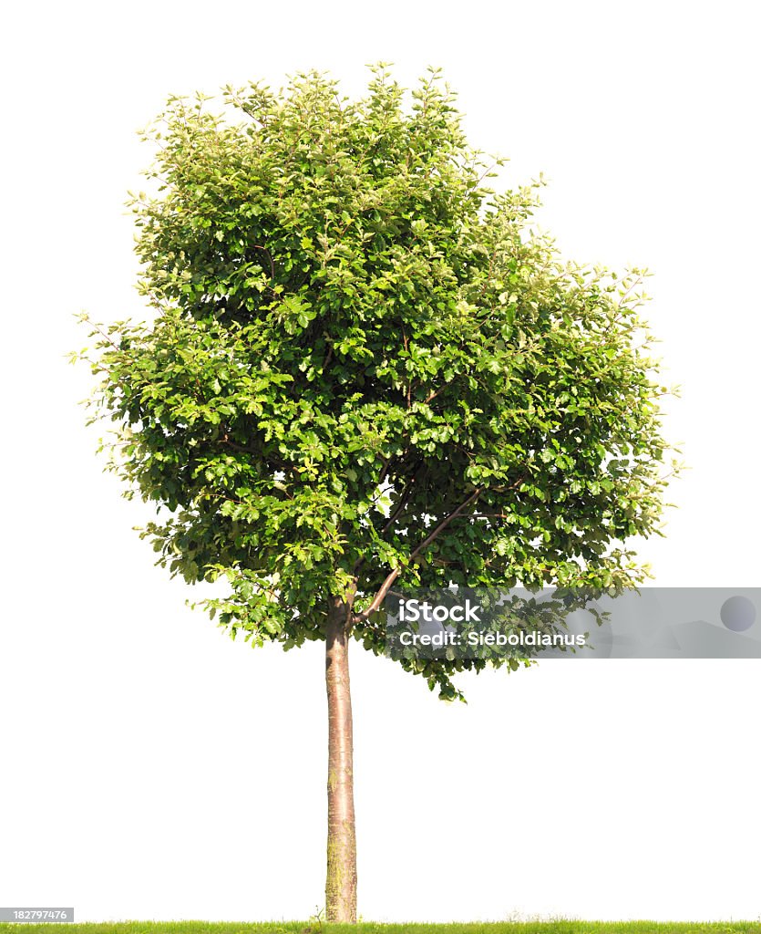 Swedish Whitebeam tree isolated on white (Sorbus intermedia). Swedish Whitebeam isolated on white (Sorbus intermedia), huge resolution. Cut Out Stock Photo