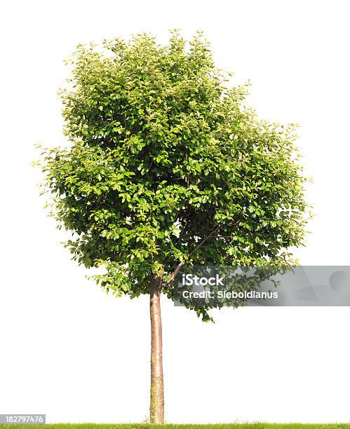 Swedish Whitebeam Tree Isolated On White Stock Photo - Download Image Now