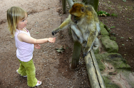 My 3 years old daughter feading in a berber macaque in a monkey park in France.