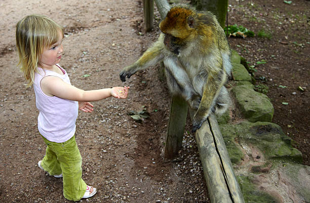 Young girl feading in a berber macaque My 3 years old daughter feading in a berber macaque in a monkey park in France. barbary macaque stock pictures, royalty-free photos & images