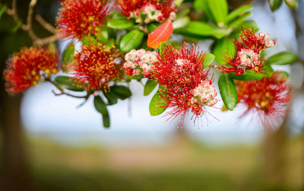 fiori rossi di pohutukawa con sfondo costiero sfocato. albero di natale della nuova zelanda. - pohutukawa tree christmas new zealand beach foto e immagini stock