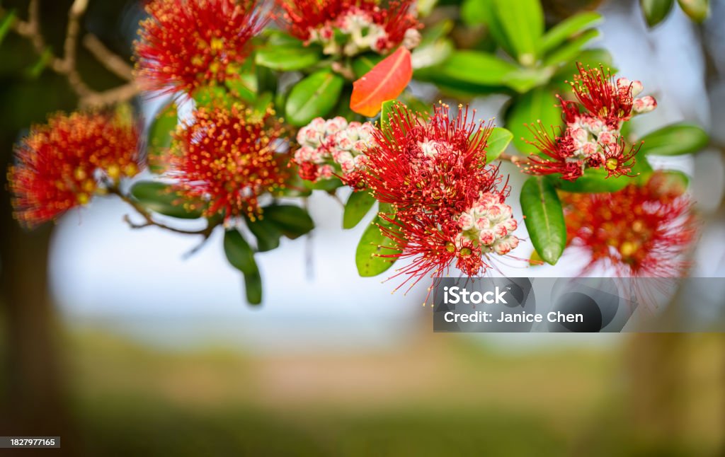 海岸の背景がぼやけた赤いポフツカワの花ニュージーランドのクリスマスツリー ポフツカワのストックフォトや画像を多数ご用意 ポフツカワ