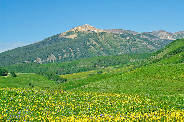 istock Wildflowers In The Mountains 182798006