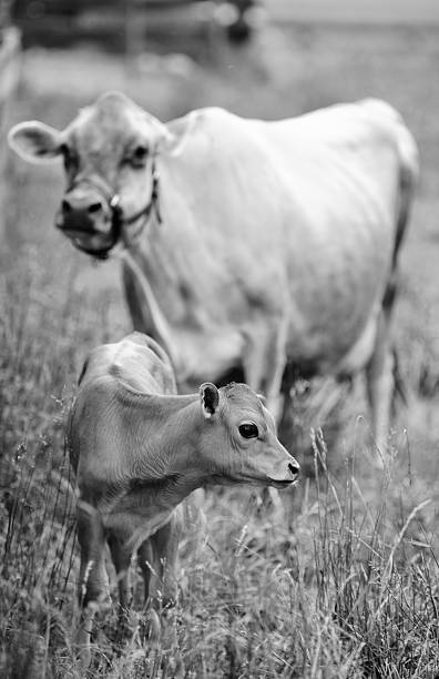 Filhote e mãe de vaca - foto de acervo