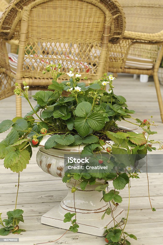 Fraises croissance dans un pot de fleur en céramique sur une terrasse - Photo de Fruit rouge libre de droits