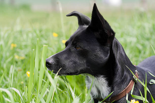 istock Cute black dog in high grass 182798304