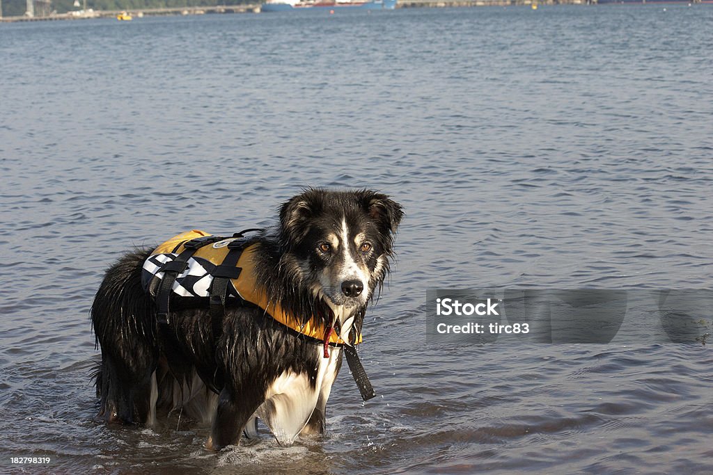 Border collie in mare con vita della giacca - Foto stock royalty-free di Acqua