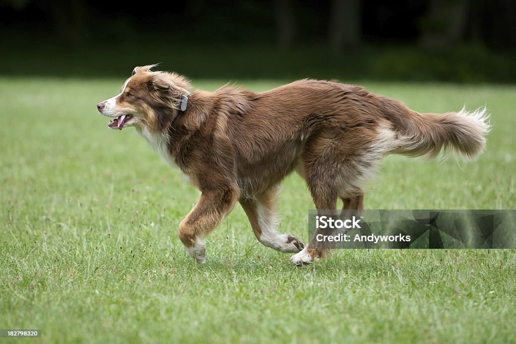 Running Australischer Shepherd - Lizenzfrei Rennen - Körperliche Aktivität Stock-Foto