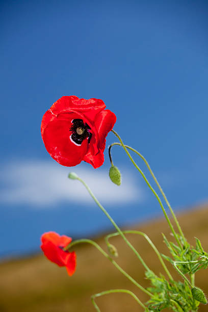 красный мак - horizon sky blue poppy стоковые фото и изображения