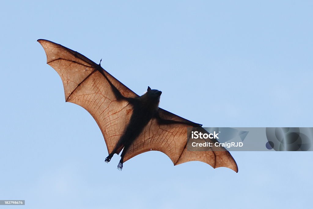 Fruit Bat Fruit bat. Bats are the world's only flying mammals.To see a range of flying fox images please visit this lightbox Animal Stock Photo