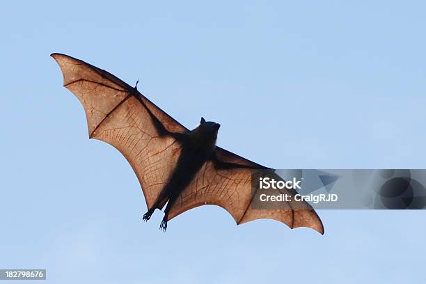 Fruit Bat Stock Photo - Download Image Now - Animal, Animal Body Part, Animal Wildlife