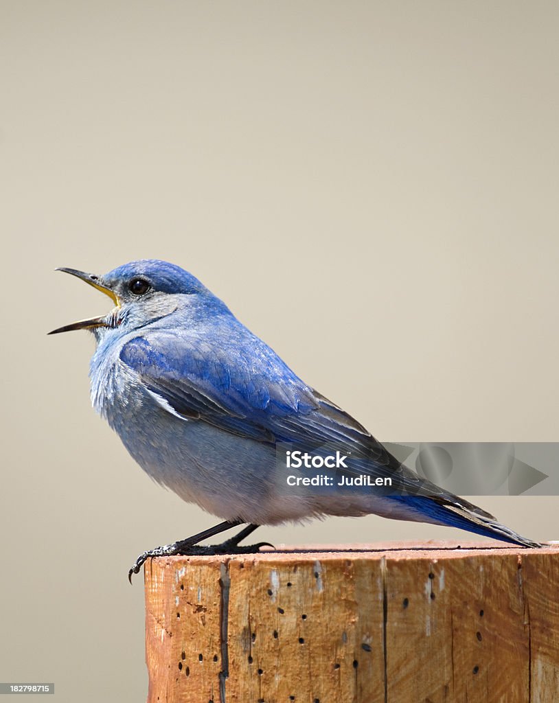 Bluebird música - Foto de stock de Azulejo - Pájaro libre de derechos
