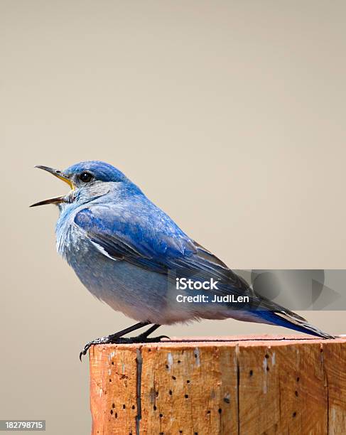 Bluebird Música Foto de stock y más banco de imágenes de Azulejo - Pájaro - Azulejo - Pájaro, Llamar - Sonido animal, Montana