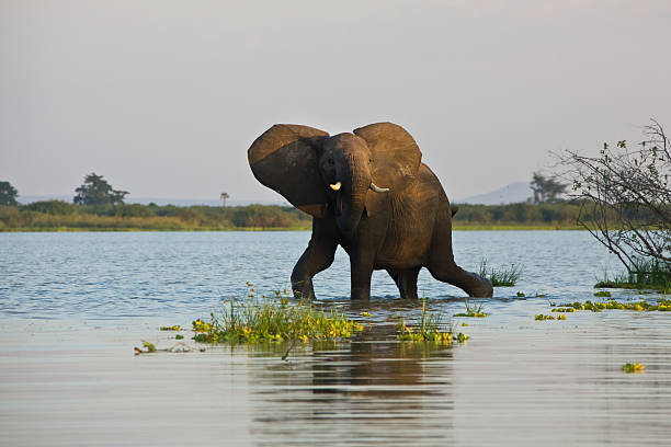 A lone African elephant stands calmly in the shallow waters of the Ewaso Ng'iro River, located in Samburu National Reserve, Kenya. The bright sunlight highlights the texture of its mud-covered skin as it cools off in the heat of the day. This striking scene captures the raw beauty of wildlife in a semi-arid African landscape.