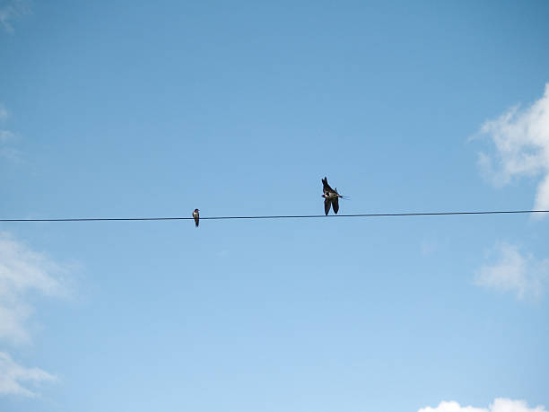istock Swallows Hirundo rustica perched on telephone wire 182798918