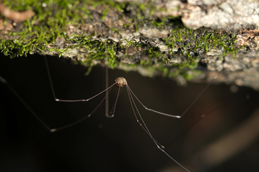 Moegi harvestman (Leiobunum japonicum) hides in the shadow of a dead tree and has an outstanding style (Wildlife closeup macro photograph)