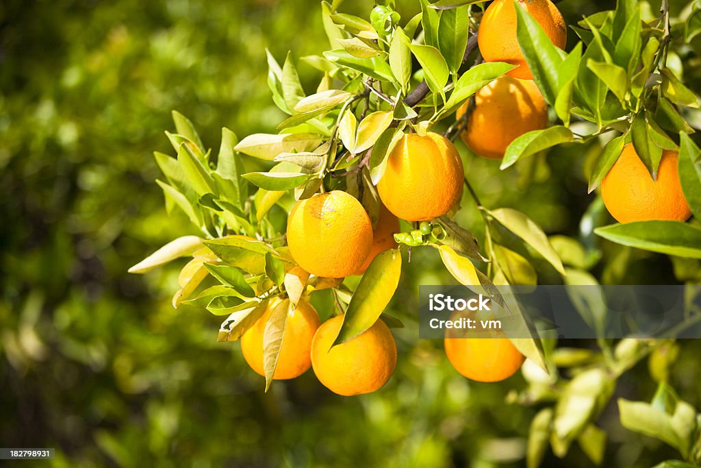 Oranges sur un arbre - Photo de Agriculture libre de droits