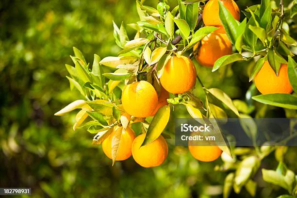 Photo libre de droit de Oranges Sur Un Arbre banque d'images et plus d'images libres de droit de Agriculture - Agriculture, Agrume, Aliments et boissons