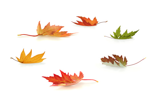 Six different autumn leaves on white background.
