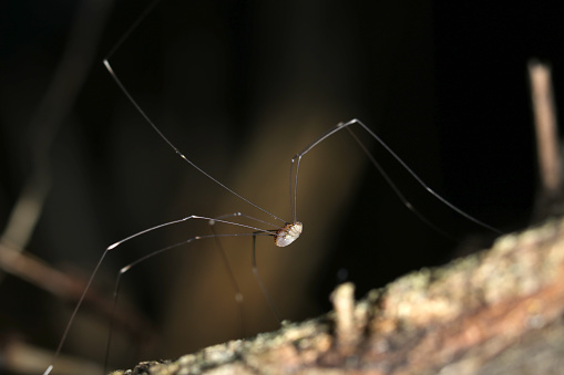 Long-legged Harvestman that elegantly walk on dead trees are an outstanding style.