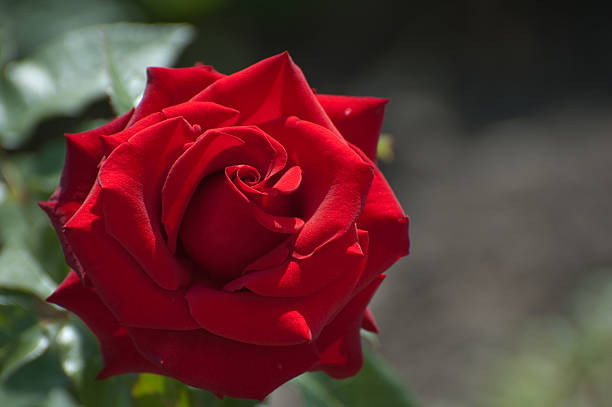completo rose - velvet rose flower thorn fotografías e imágenes de stock