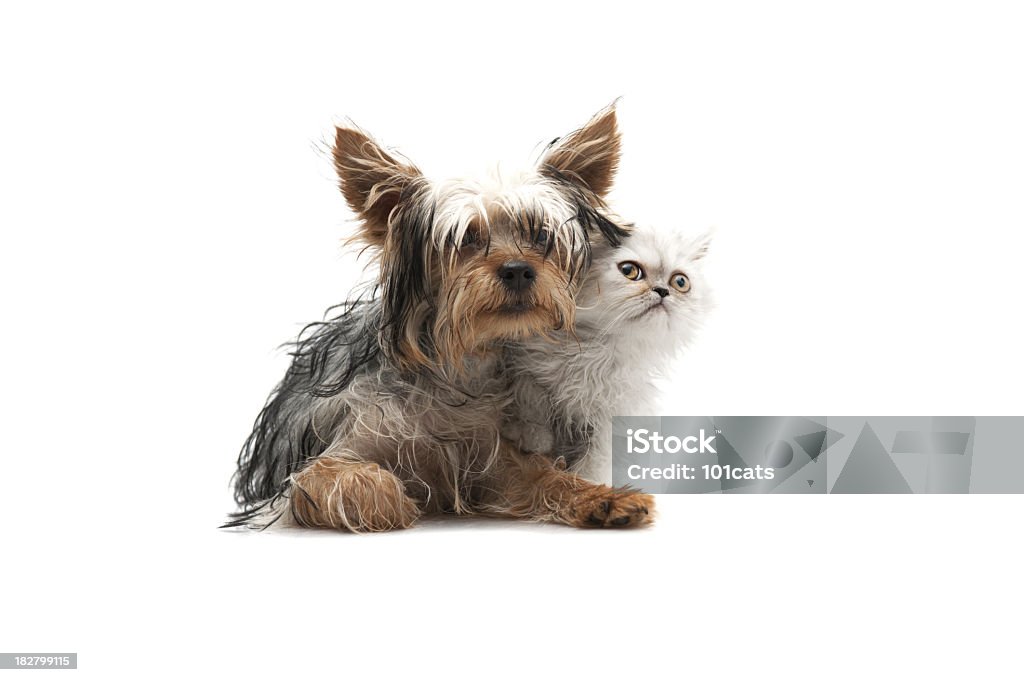 two buddy little dog, little cat isolated on white Dog Stock Photo
