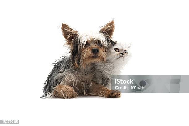 Two Buddy Stock Photo - Download Image Now - Dog, Domestic Cat, Sleeping