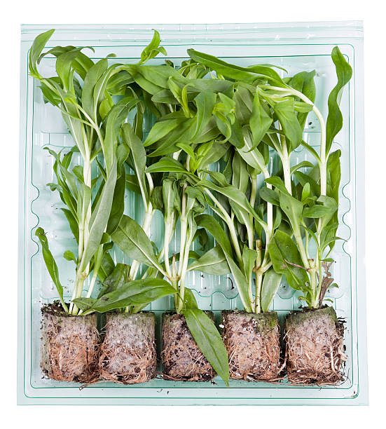 Penstemon Plants Packaged For Post stock photo