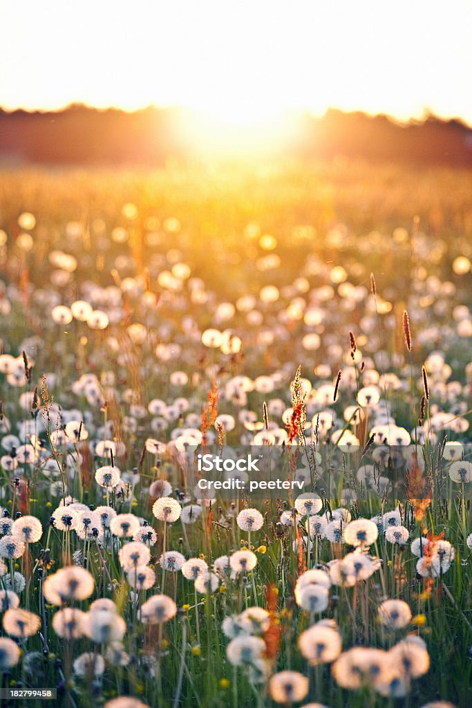 Tramonto in campo tarassaco - Foto stock royalty-free di Ambientazione esterna