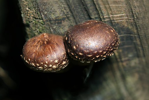 Two natural Shiitake mushroom children growing together in the forest (natural light and strobe macro close-up photo)