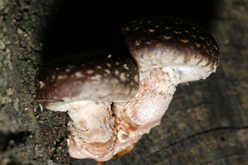 Two natural Shiitake mushroom children growing together in the forest (natural light and strobe macro close-up photo)