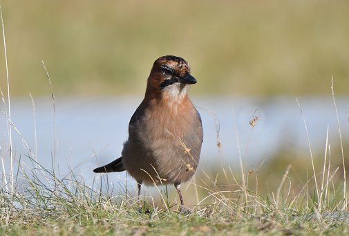 A Eurasian jay looking for food in a grassland in Hokkaido.