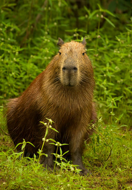 Capybara, Pantanal, Brazil The world's largest rodent; the Capybara or Hydrochoerus hydrochoeris. Picture of an adult female, taken in the Pantanal Wetlands, Mato Grosso do Sul, Brazil capybara stock pictures, royalty-free photos & images