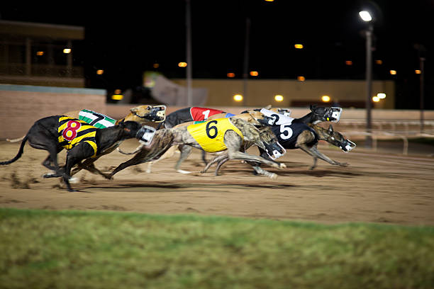 Greyhounds in motion. "Greyhounds at the race track in motion, the uniforms are traditional greyhound uniforms and hold no specific property to the track." greyhound stock pictures, royalty-free photos & images
