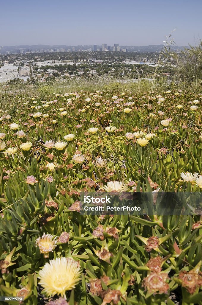 spring flowers in park  Los Angeles view towards Santa Monica city downtown om a clear day City Of Los Angeles Stock Photo