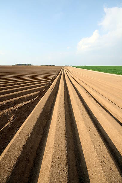 istock field of potatoes 182799822