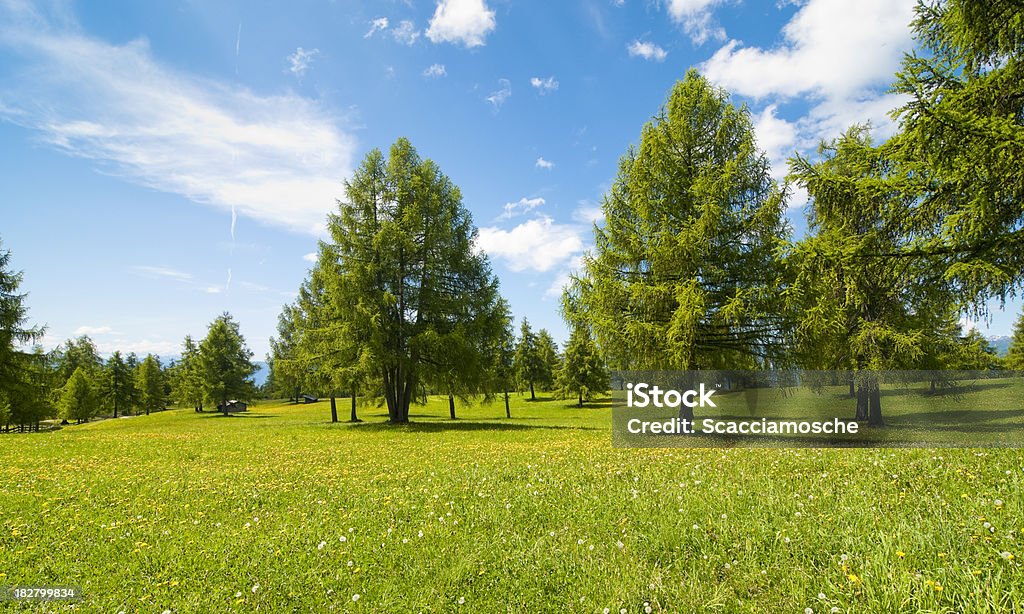 Cenário tranquilo: Pastos verdejantes e céu azul - Foto de stock de Árvore royalty-free