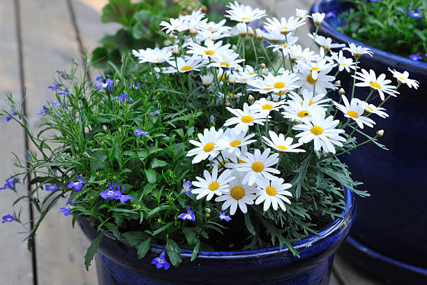 White daisies in a blue flower pot