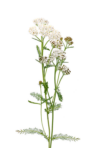 achillea millefolium - yarrow photos et images de collection