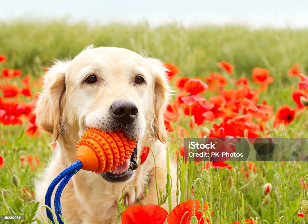 Brincalhão Golden Retriever - Royalty-free Cão Foto de stock