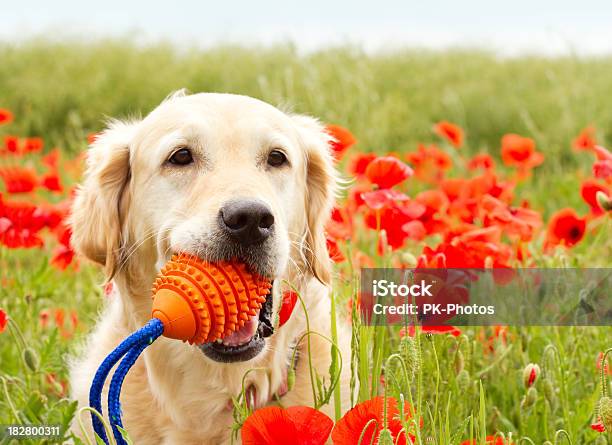Brincalhão Golden Retriever - Fotografias de stock e mais imagens de Cão - Cão, Apanhar - Atividade Física, Flor