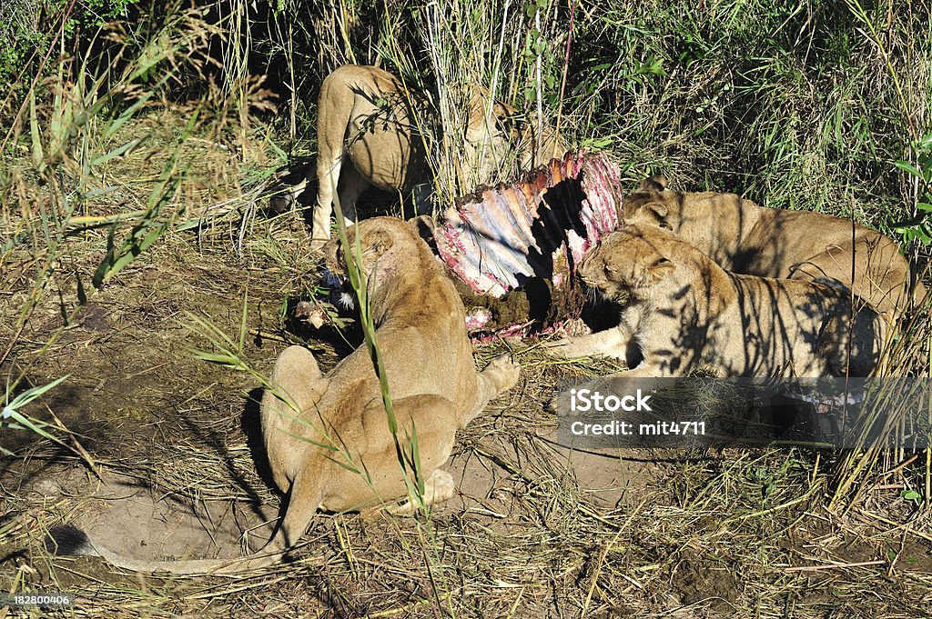 Lion mit Töten, Krüger NP - Lizenzfrei Afrika Stock-Foto