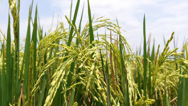 istock rice field, organic green fresh tropical paddy farming 1828004145