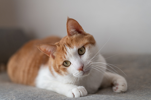 Cute tabby cat on the edge of a chair in kitchen. Apartment is very lived in and cosy. Horizontal full length indoors shot with copy space.