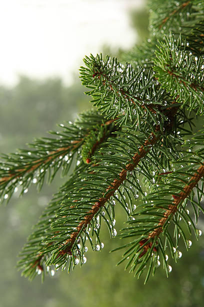 lluvia en pine tree frescas - fog wet rain tree fotografías e imágenes de stock