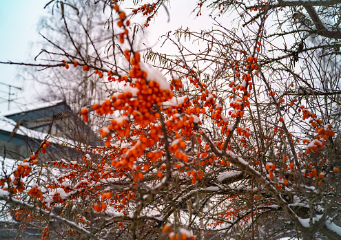 The Firethorn in winter.