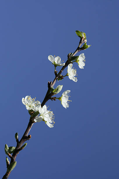 White Blossom stock photo