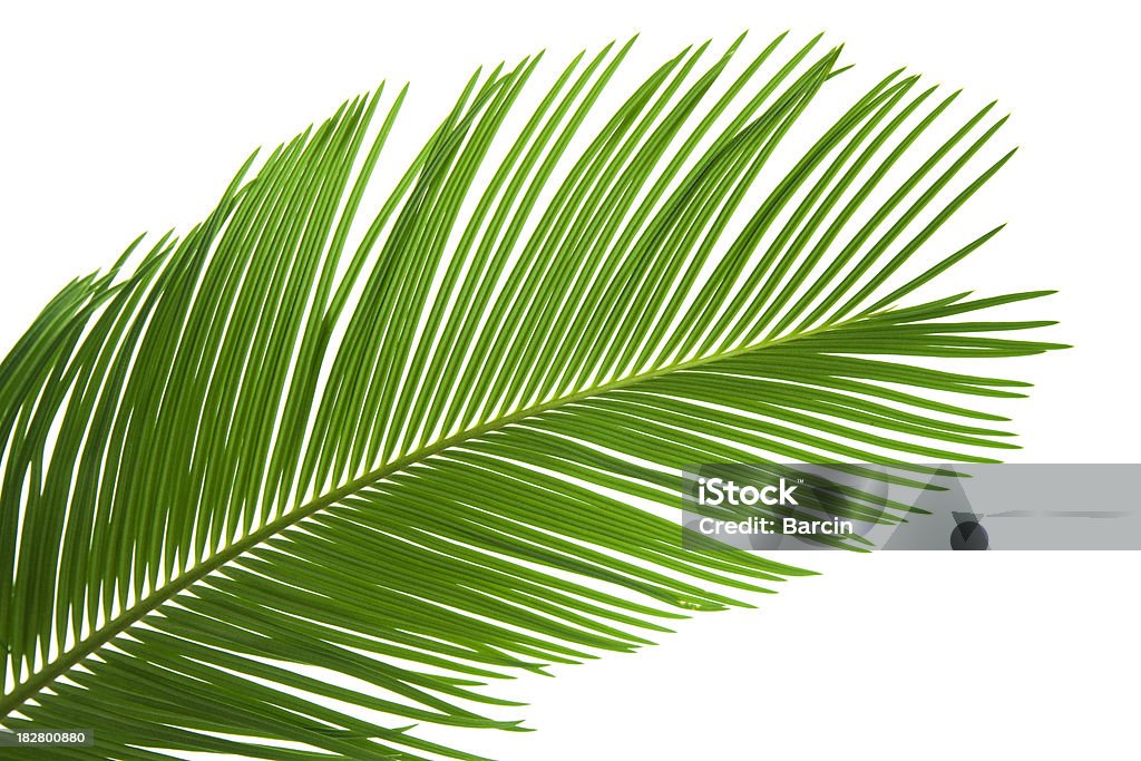 Foglia di palma - Foto stock royalty-free di Foglia di palma