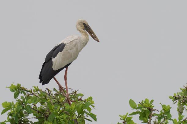 istock African open-billed stork perched atop a tall tree, its wings outstretched and beak open 1828011082