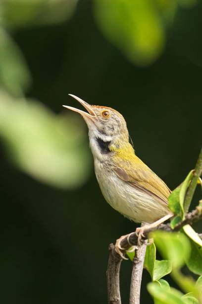 istock Common tailbird in the backdrop of lush green foliage 1828011090